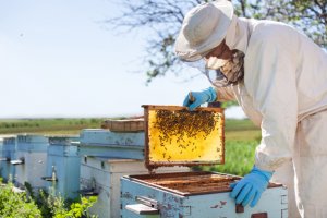Apicultura
